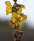 Verbascum thapsus