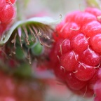 Rubus idaeus