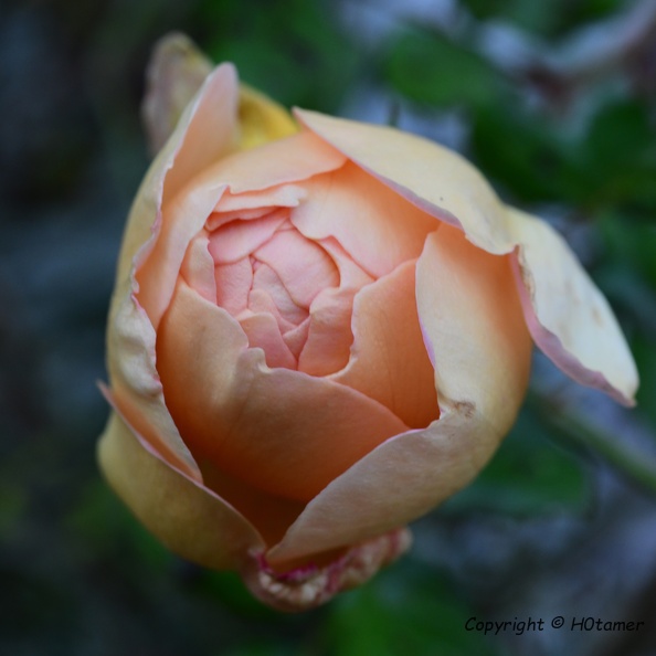 There are still roses blooming in our garden, pink, white and this light orange.
Some flowers are quite small, others are fist size.
Nature remains being interesting.
Gertrude Stein's Rose is a rose is a rose is a rose , with a little different interpretation, is so wrong.
I have never seen a rose twice, they are all so different. H0tamer_20201113.jpg