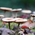 Mushrooms