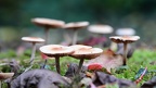 Mushrooms