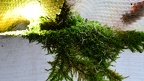 Moss