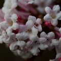 Viburnum farreri