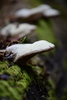 Mushrooms
