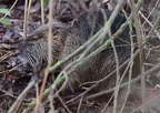 Myocastor coypus