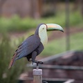 Toucan?