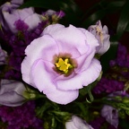 Eustoma russellianum