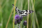 Melanargia galathea #4