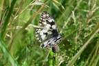 Melanargia galathea #3