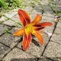 Hemerocallis
