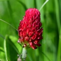 Crimson Clover
