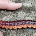 Cossus cossus #2