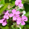 Saponaria ocymoides