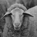 Sheep Shot