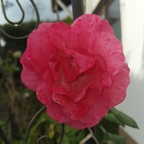 A rose