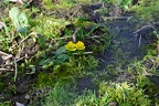 Winter or spring?