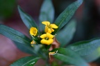 Winter flower