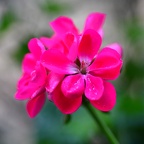Geranium