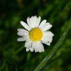 Bellis perennis