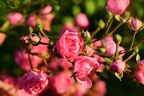 Ik ween om bloemen
