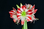 Amaryllis