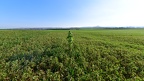 Is one big plant sufficient?