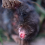 Mole with lipstick