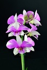 Dendrobium Sa-Nook