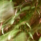 Natural shapes