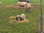 Lambs in early January