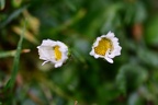 Bellis perennis, the second
