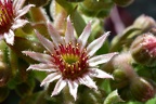 Sempervivum