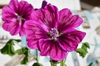 Malva