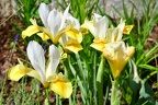 ris bucharica