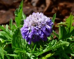 Scabiosa