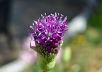 Allium