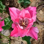 Tulipa