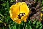 Tulip