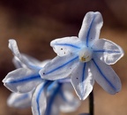 Puschkinia scilloides