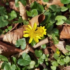 Ficaria verna