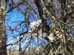 Prunus