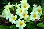 Primula