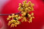 Young blossoms of a Cornus Mas