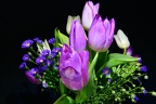 Tulipa