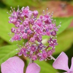 Hydrangea