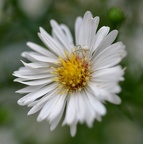 Aster