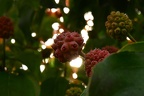 Cornus kousa