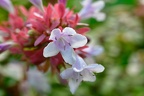Abelia grandiflora