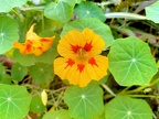 Tropaeolum