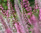 Calluna